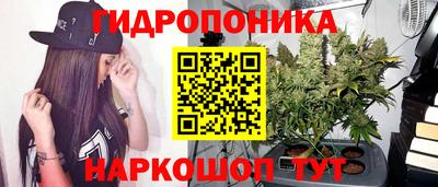 стаф Кинель