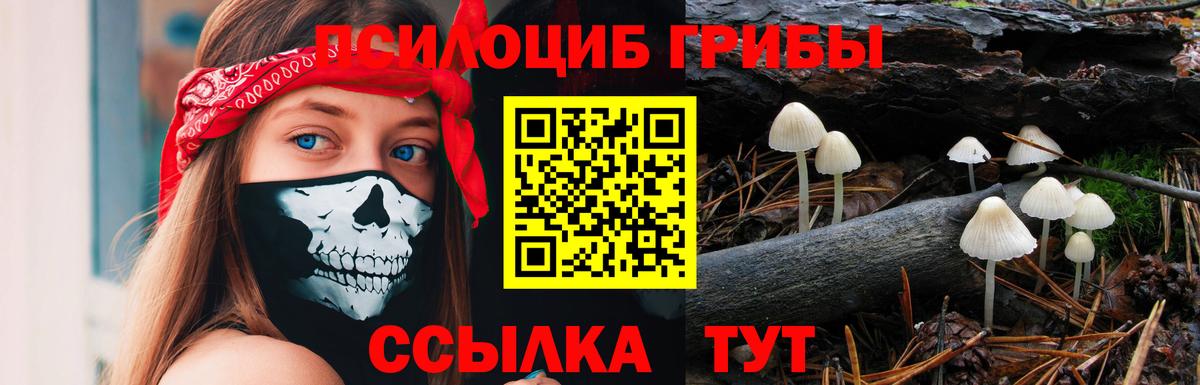 Псилоцибиновые грибы Psilocybe Гатчина